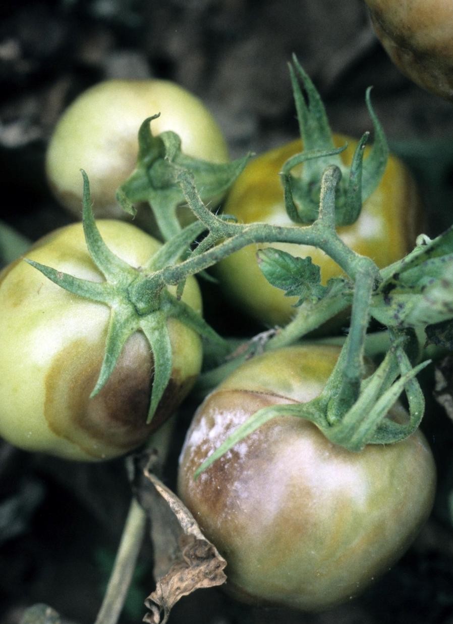 Description alternative par défaut