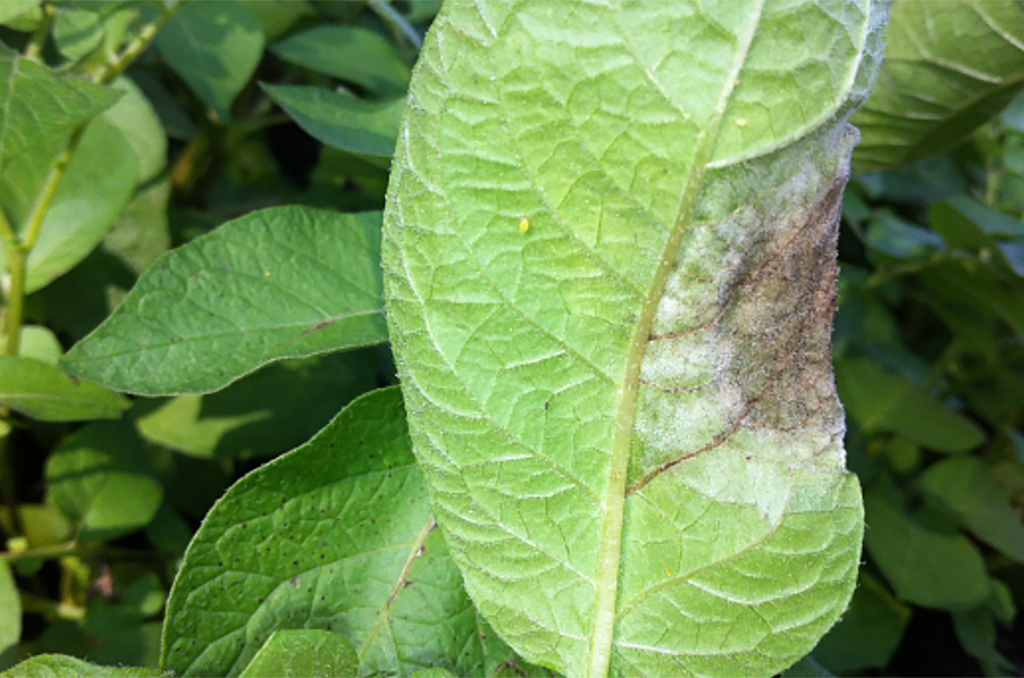 Description alternative par défaut