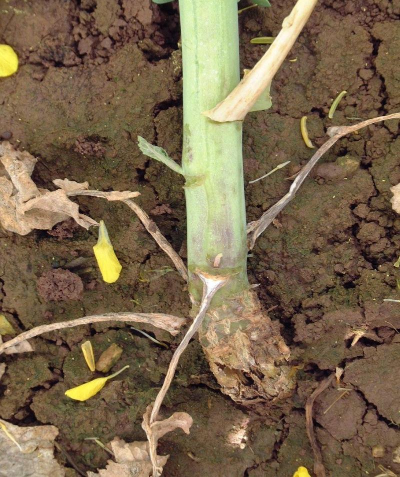 Description alternative par défaut