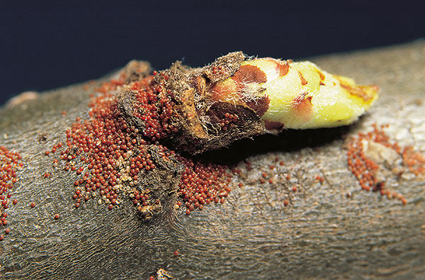 Description alternative par défaut