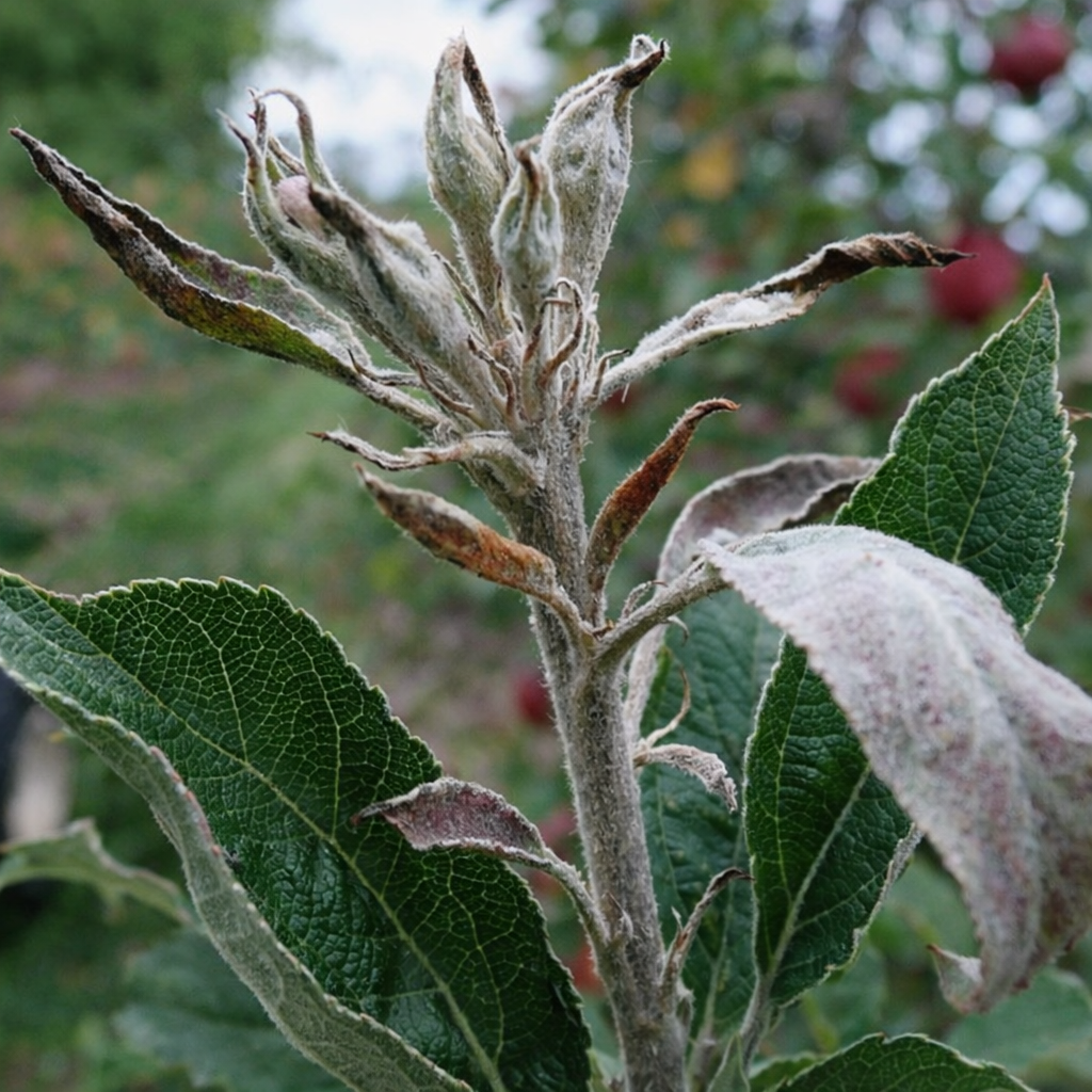 Description alternative par défaut