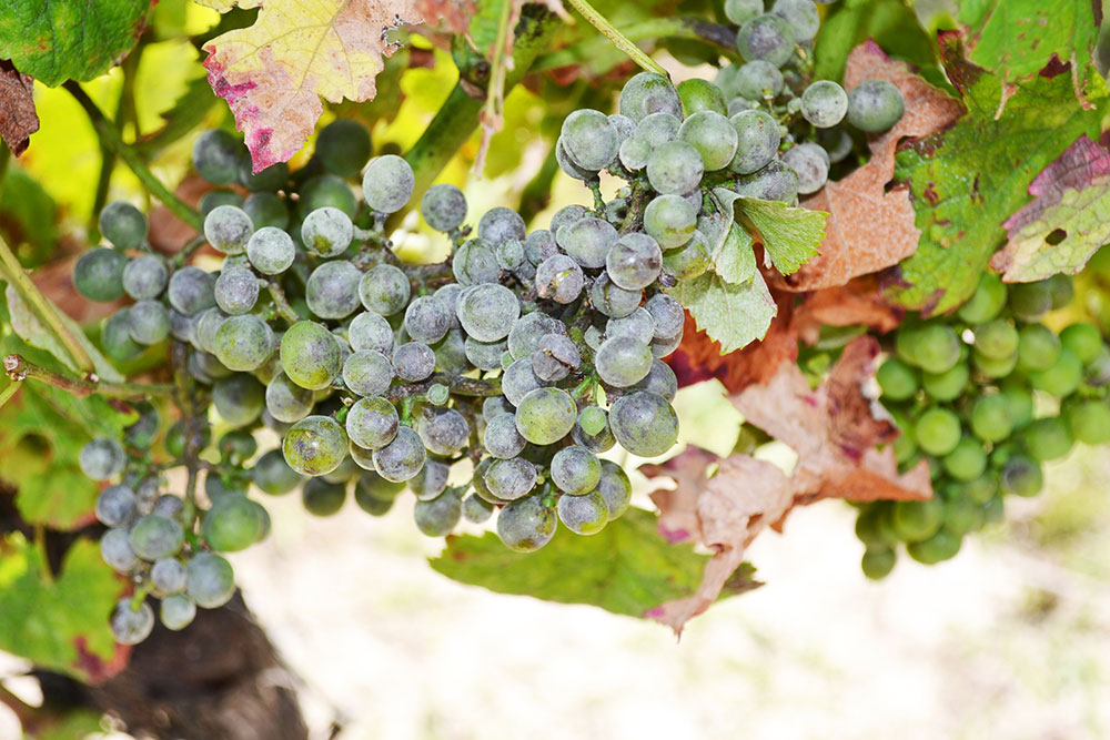 Description alternative par défaut