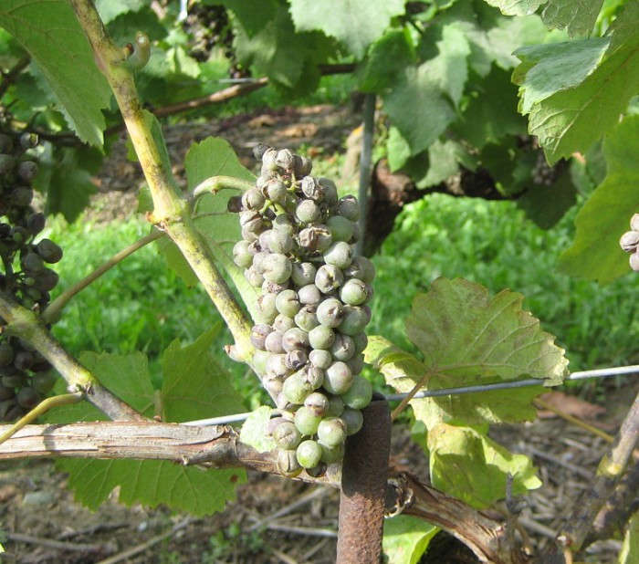 Description alternative par défaut