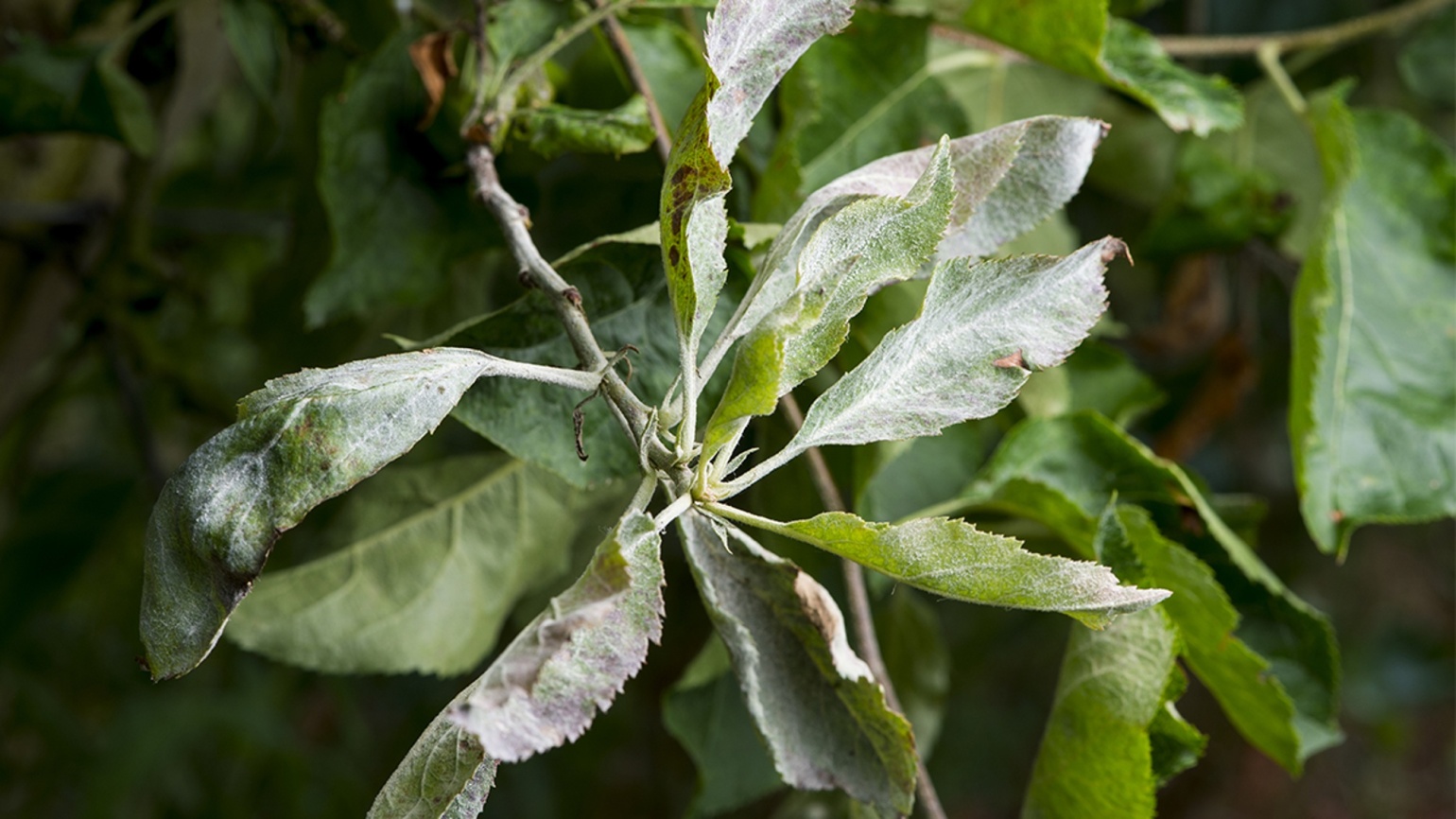 Description alternative par défaut