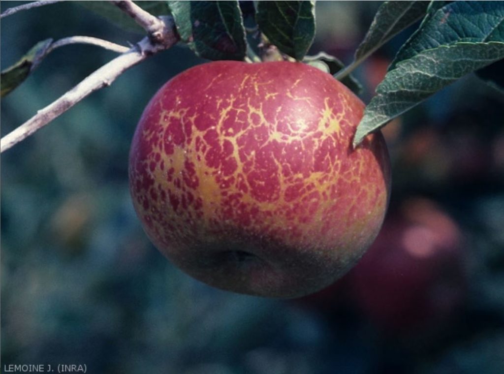 Description alternative par défaut