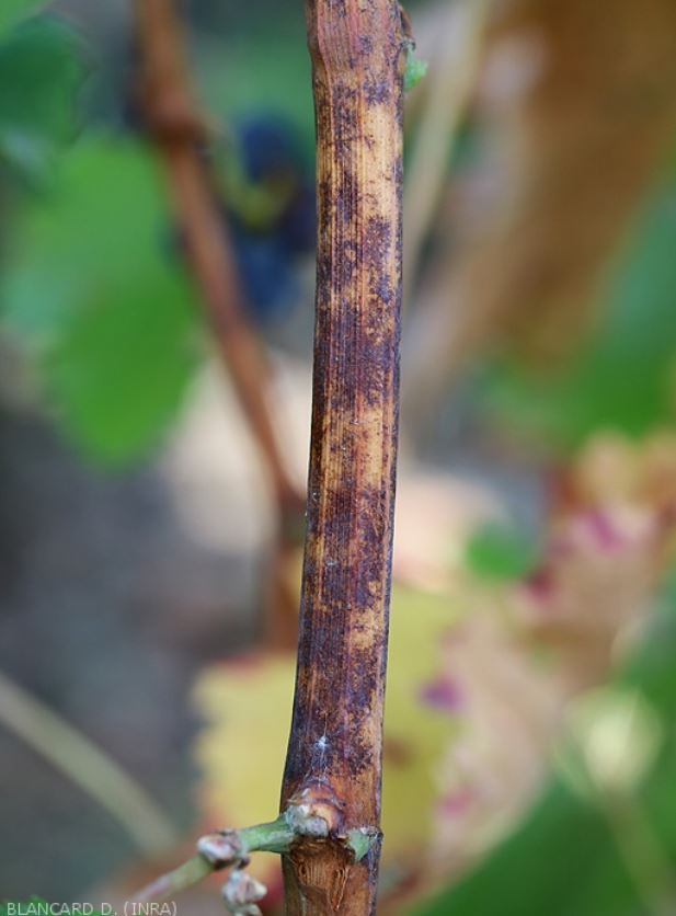 Description alternative par défaut