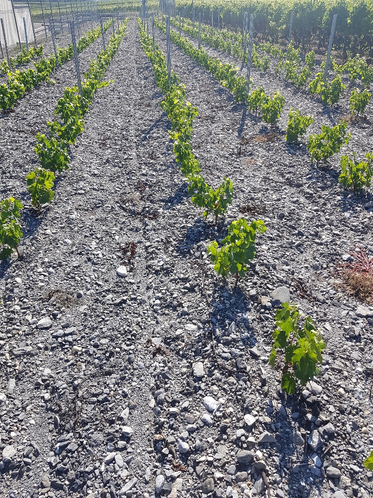 Description alternative par défaut