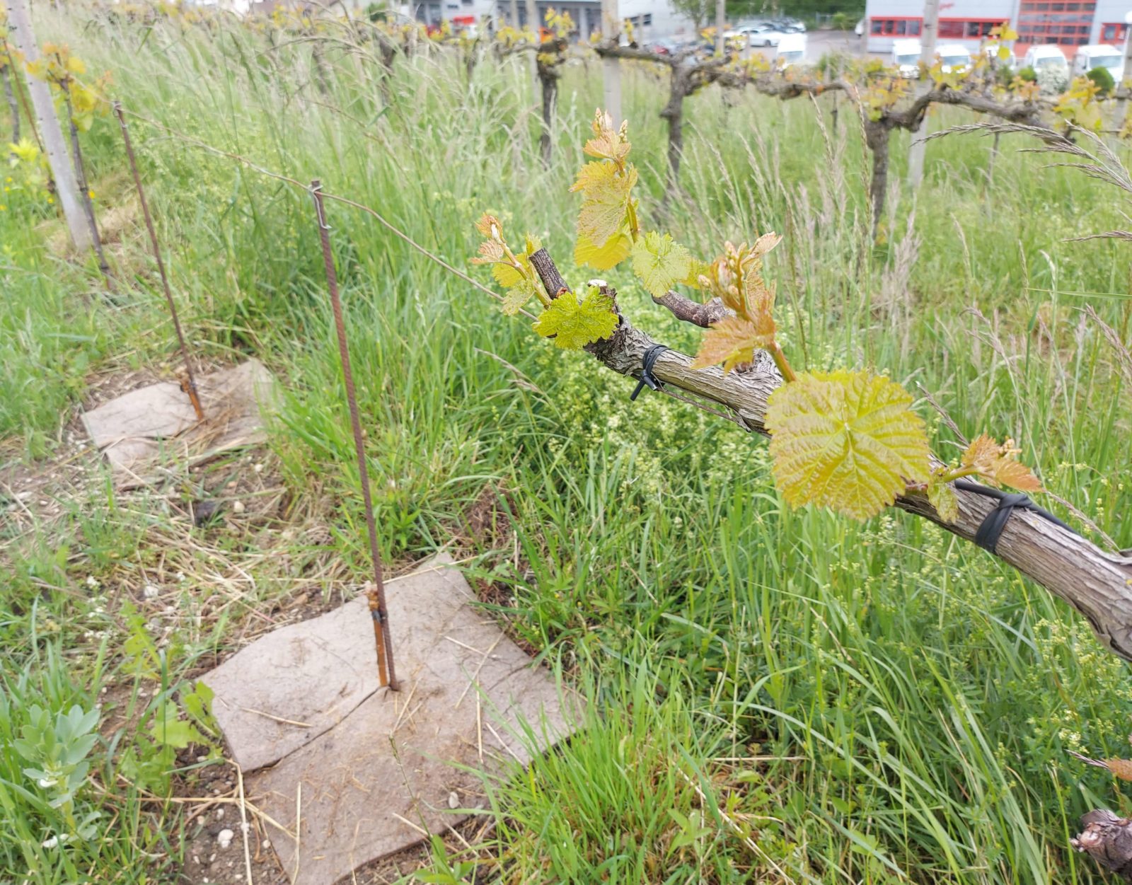 Description alternative par défaut