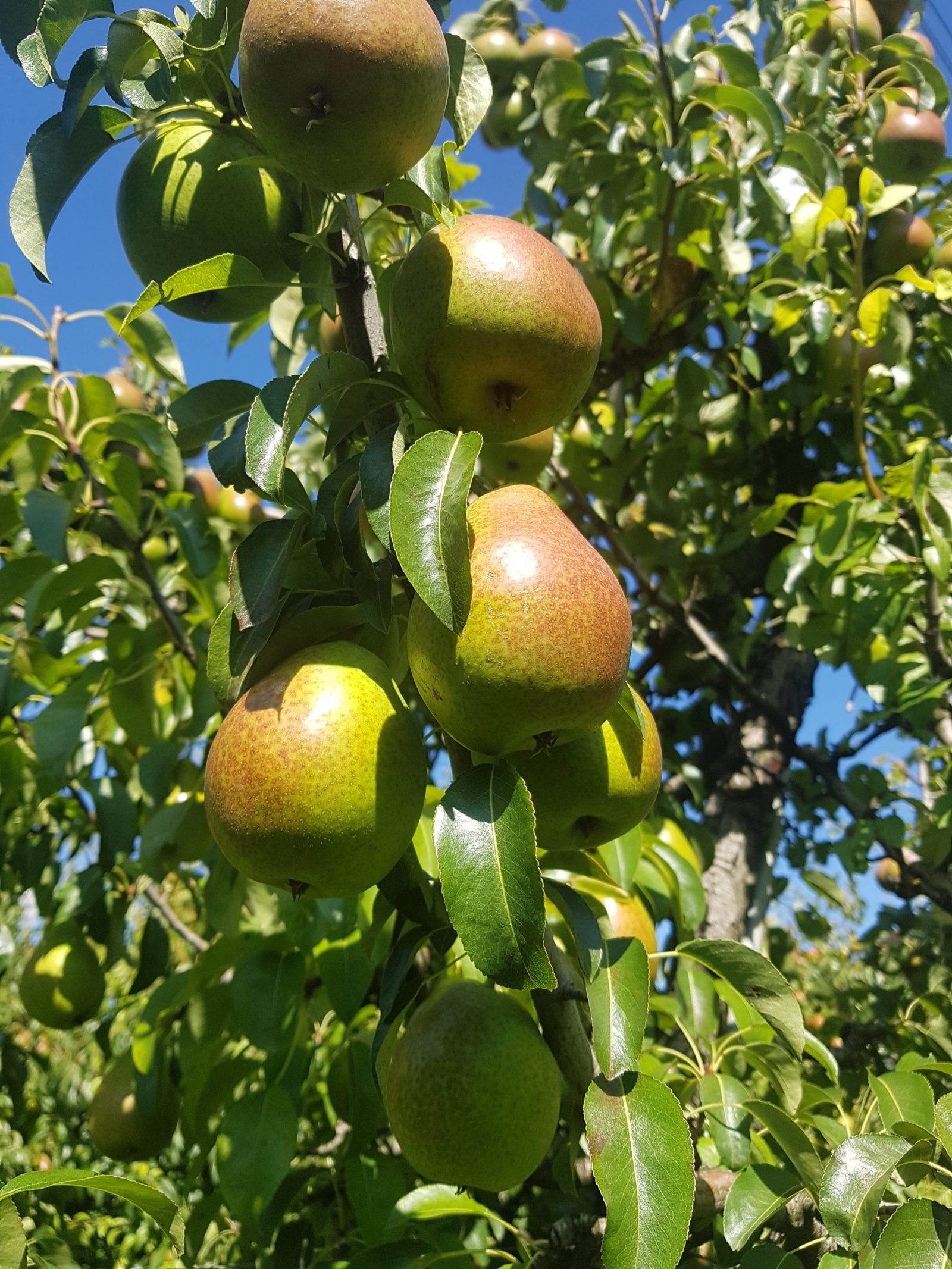 Description alternative par défaut