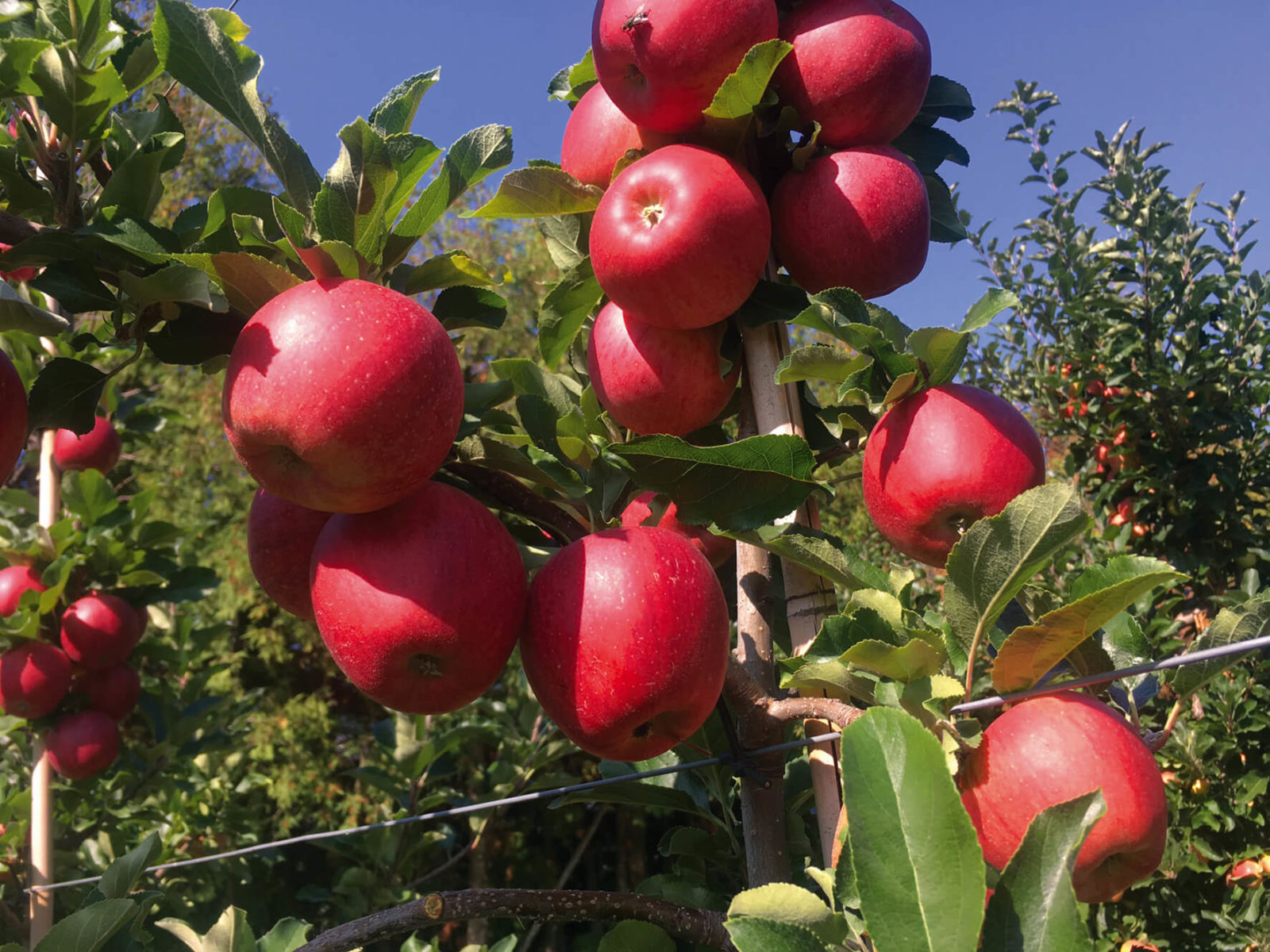 Description alternative par défaut