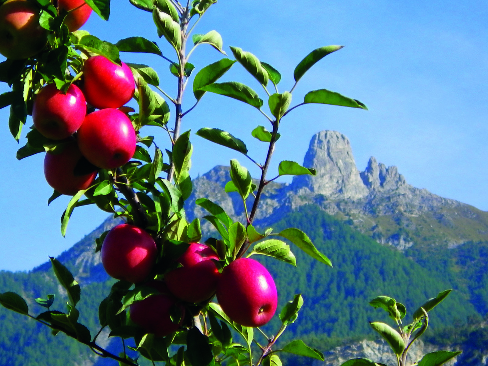 Description alternative par défaut