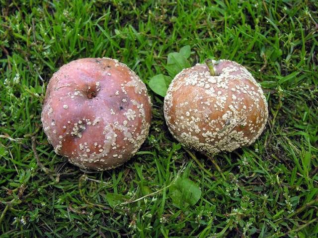 Description alternative par défaut