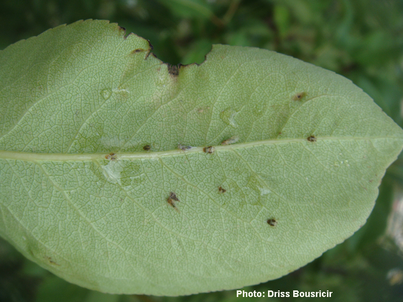 Description alternative par défaut