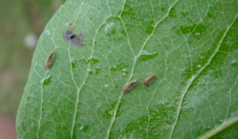 Description alternative par défaut