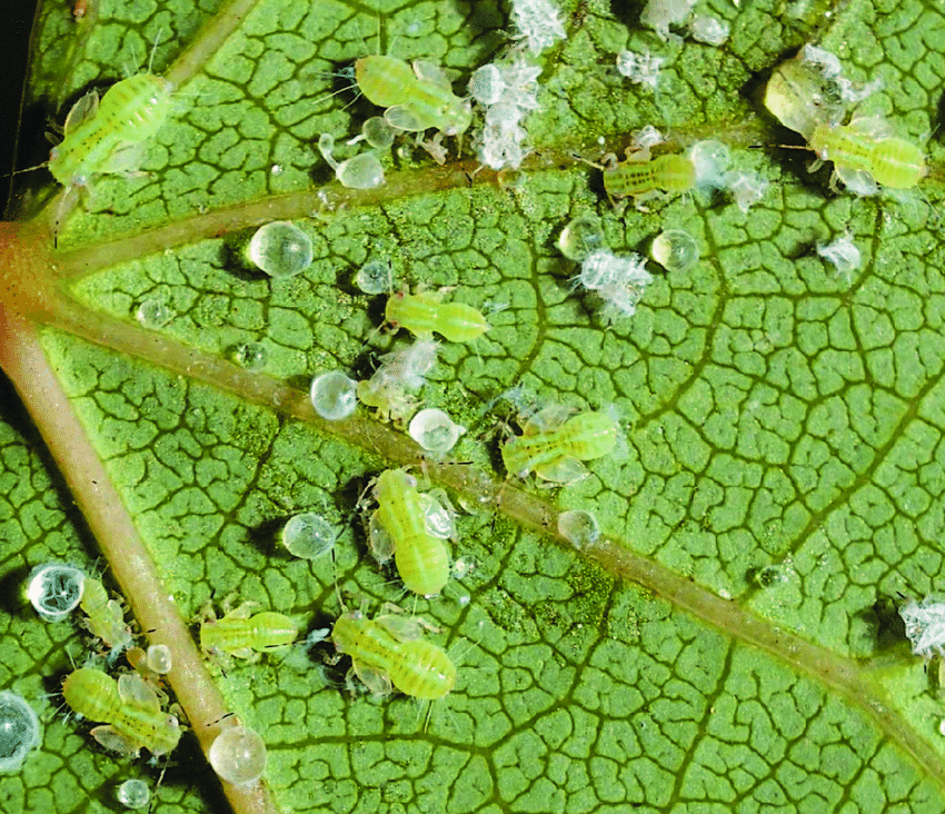 Description alternative par défaut