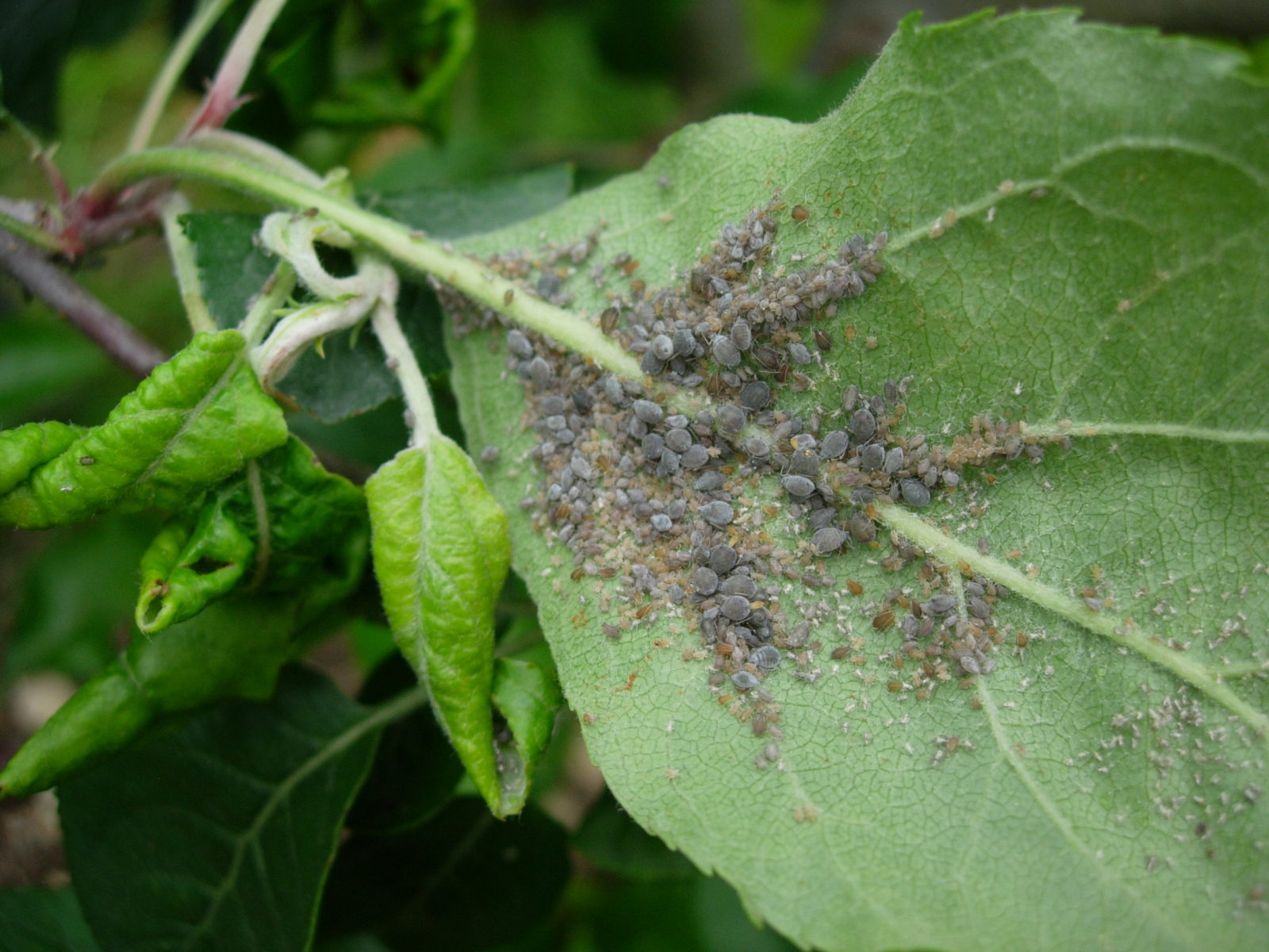 Description alternative par défaut