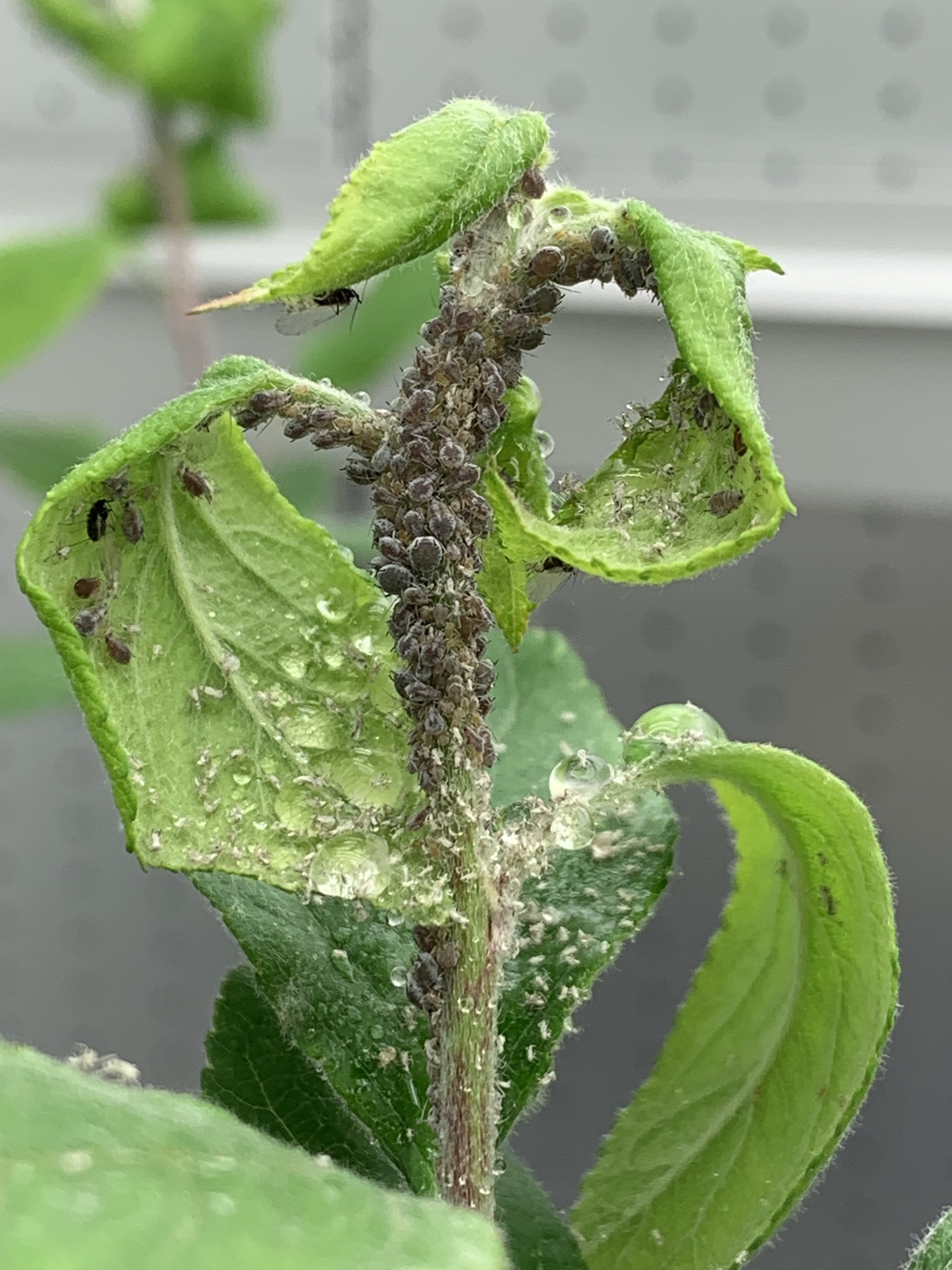 Description alternative par défaut