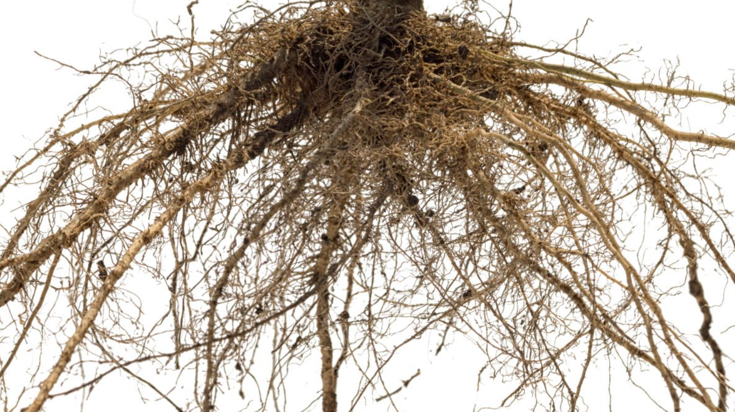 Description alternative par défaut