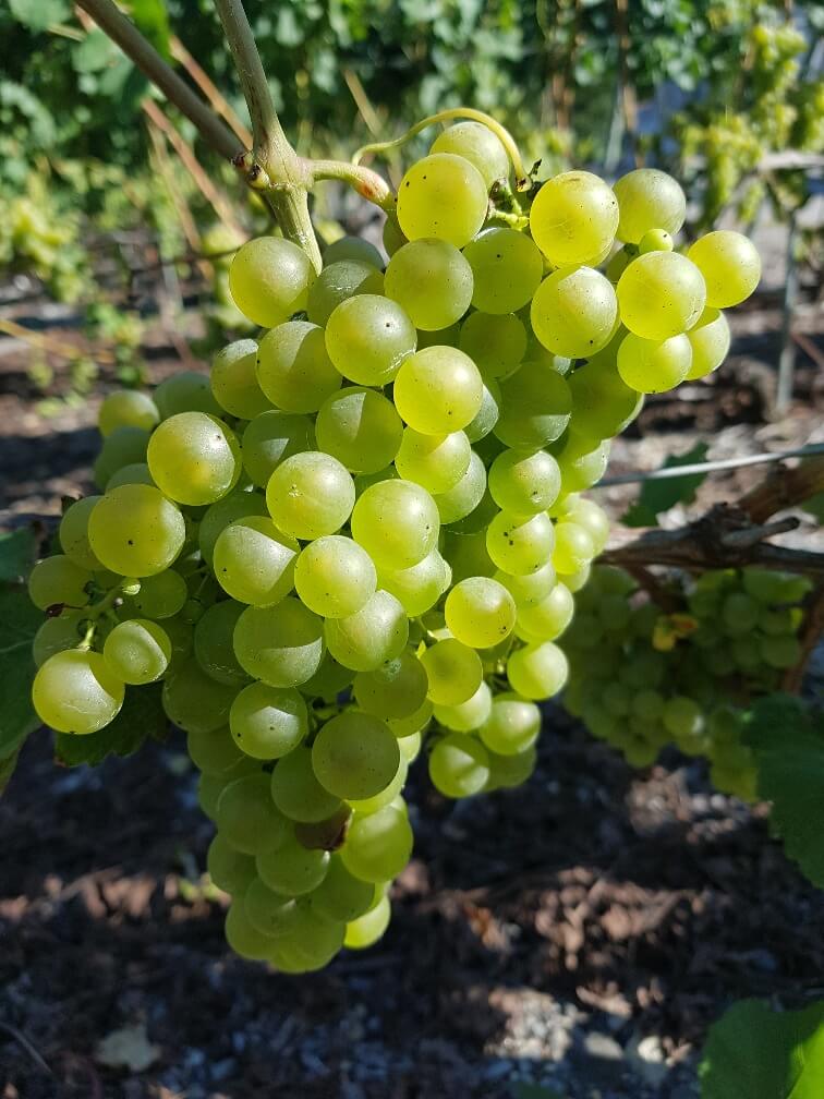 Description alternative par défaut