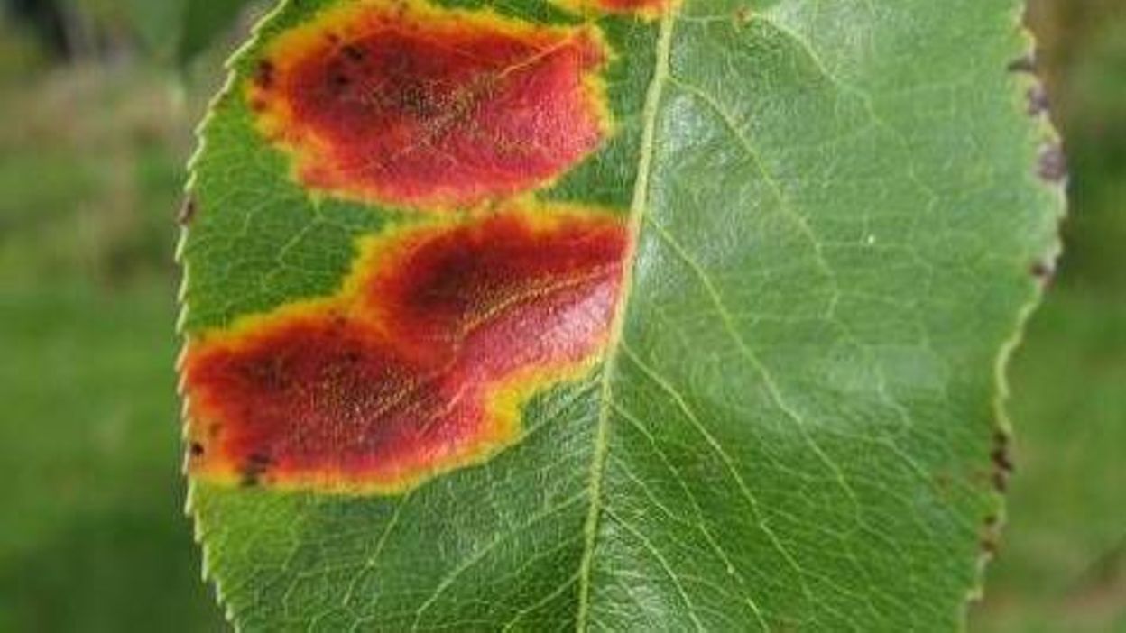 Description alternative par défaut