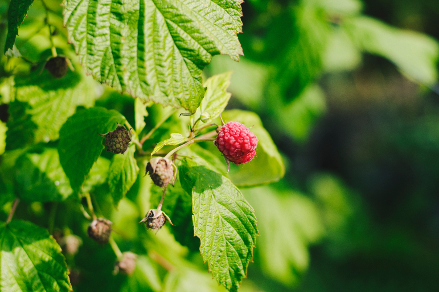 Description alternative par défaut