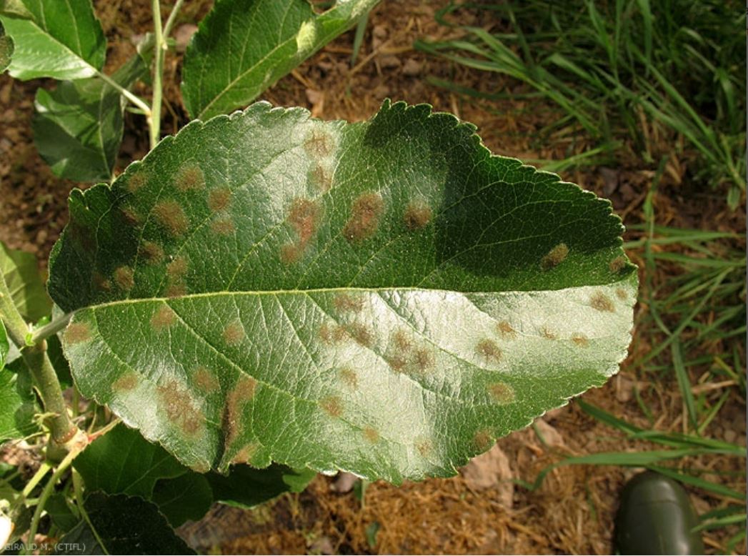 Description alternative par défaut