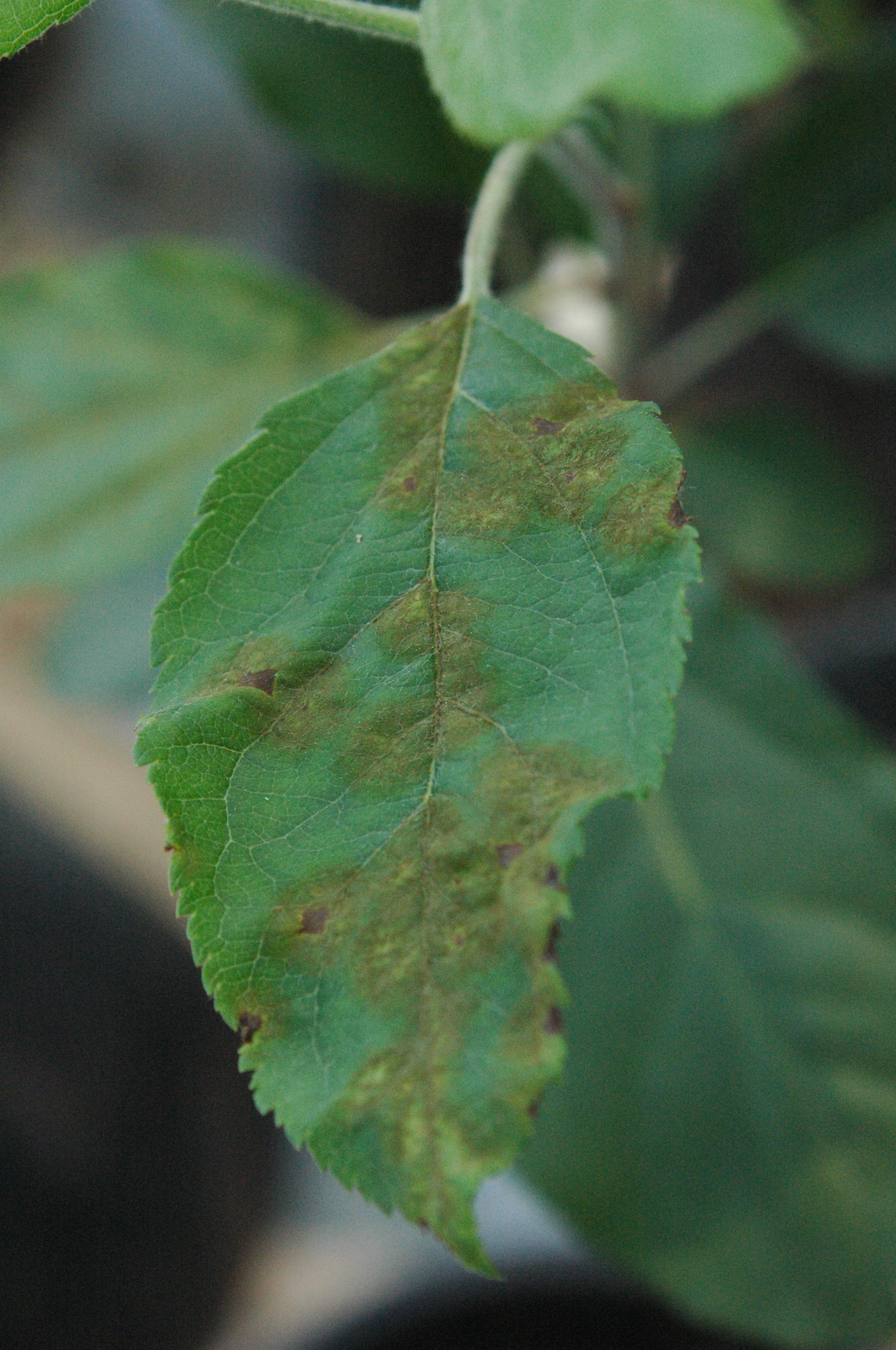 Description alternative par défaut