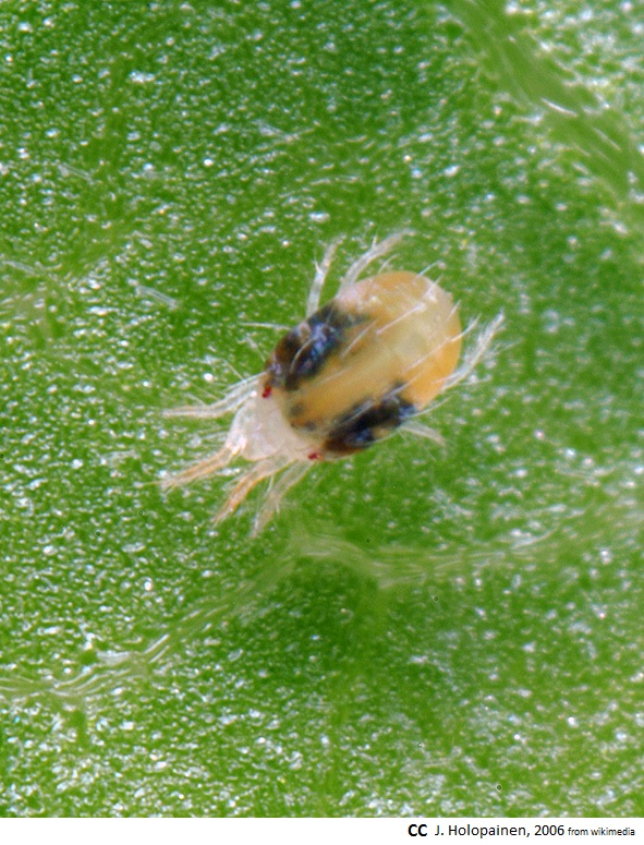 Description alternative par défaut