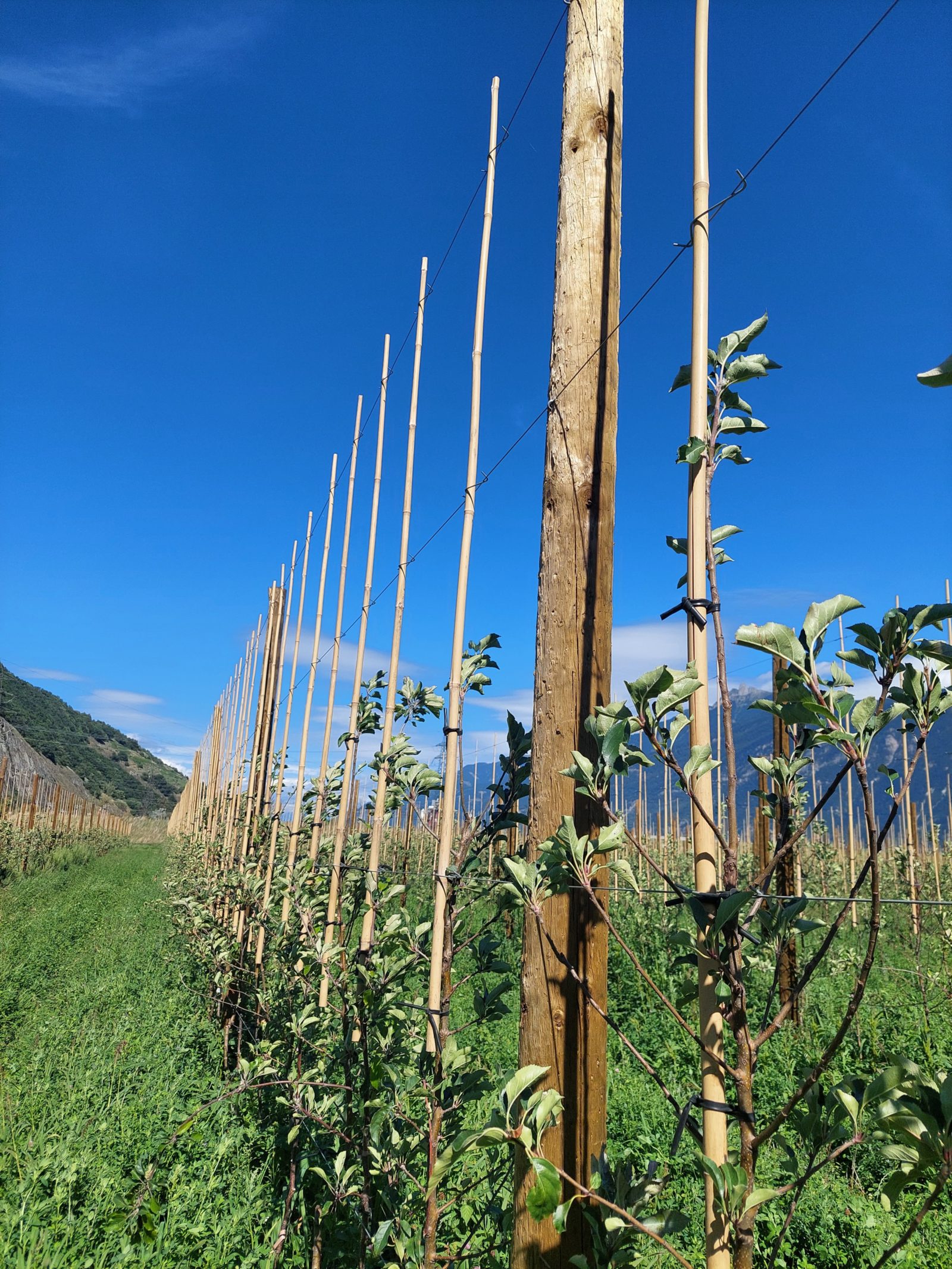 Description alternative par défaut