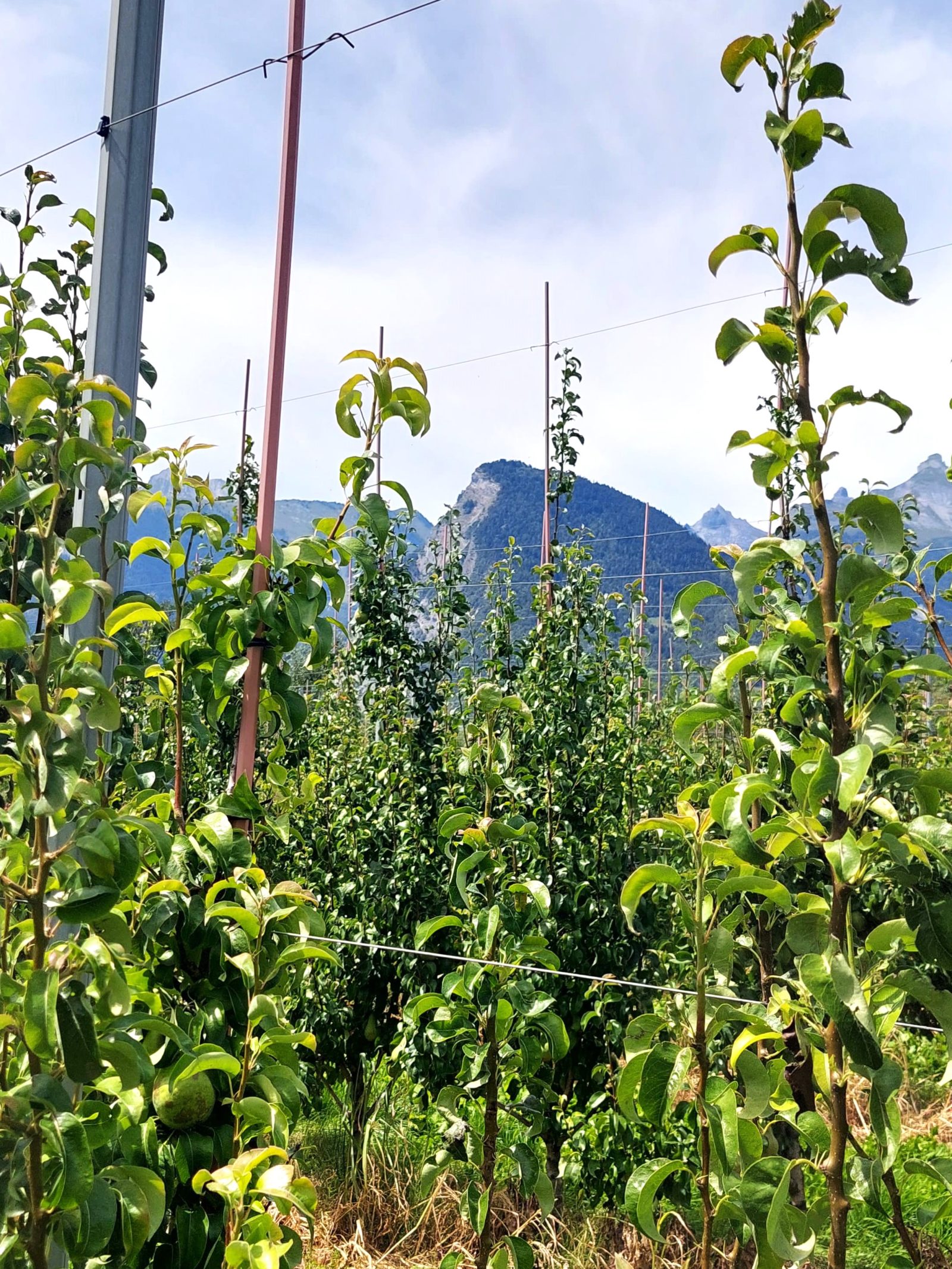 Description alternative par défaut