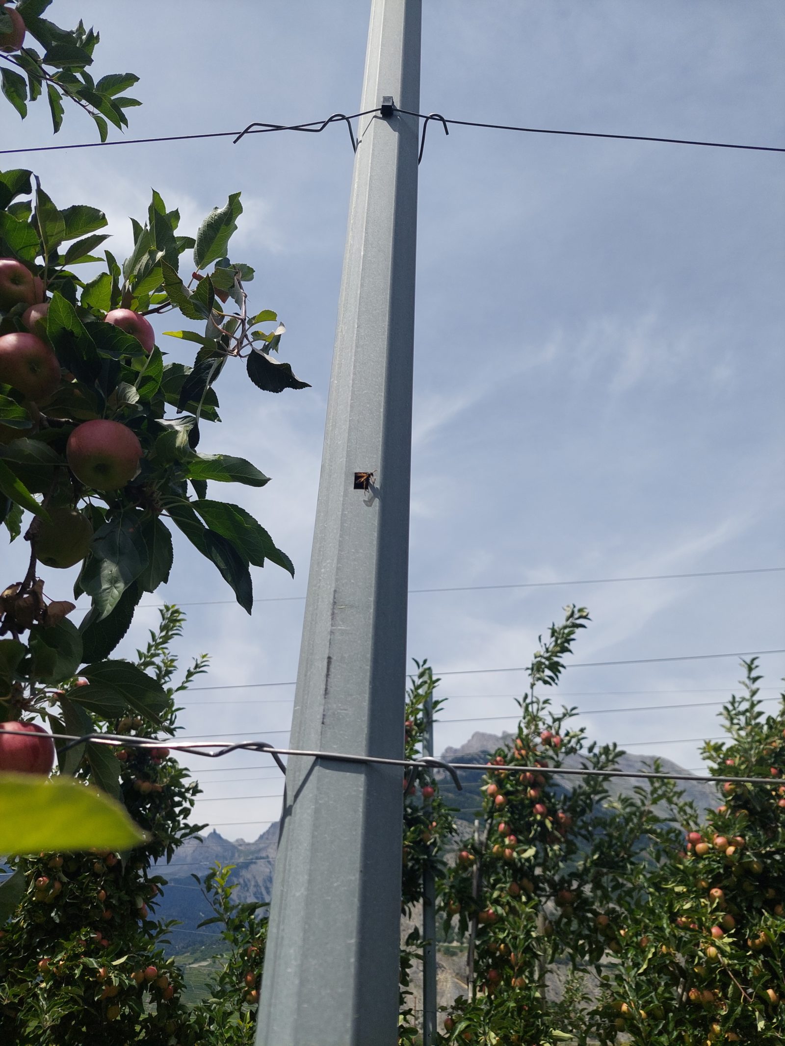 Description alternative par défaut