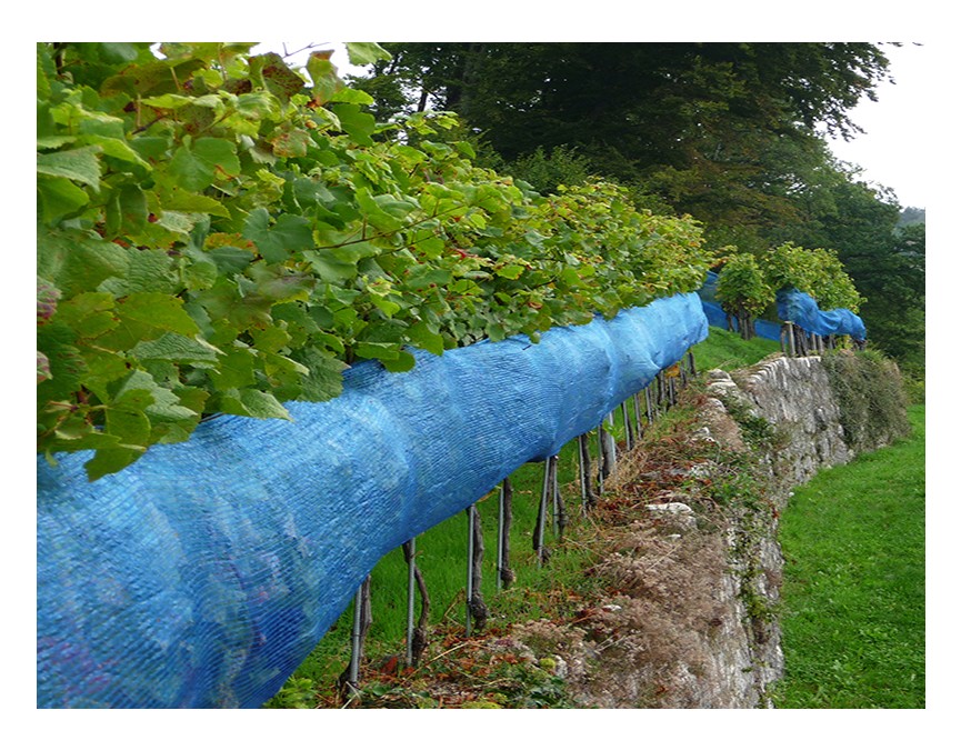 Description alternative par défaut