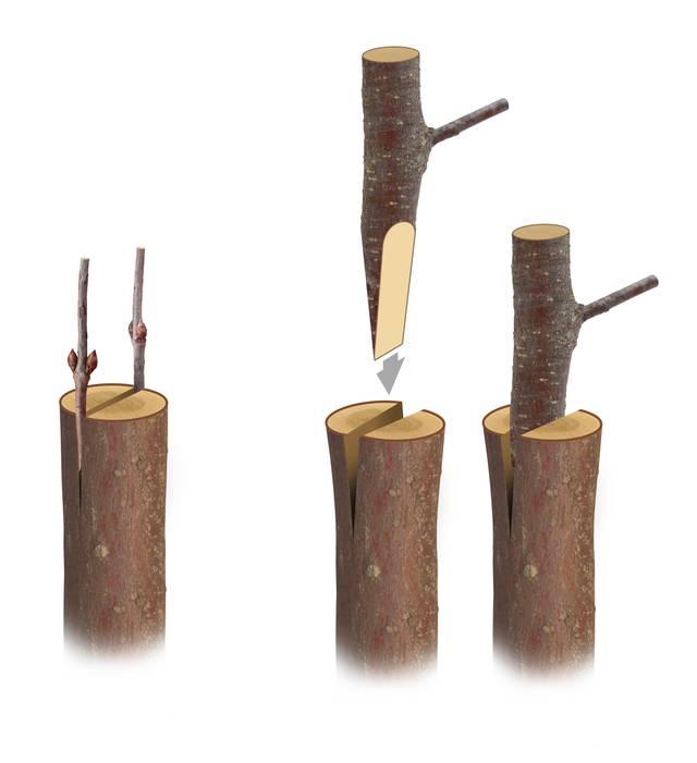 Description alternative par défaut