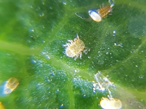 Description alternative par défaut