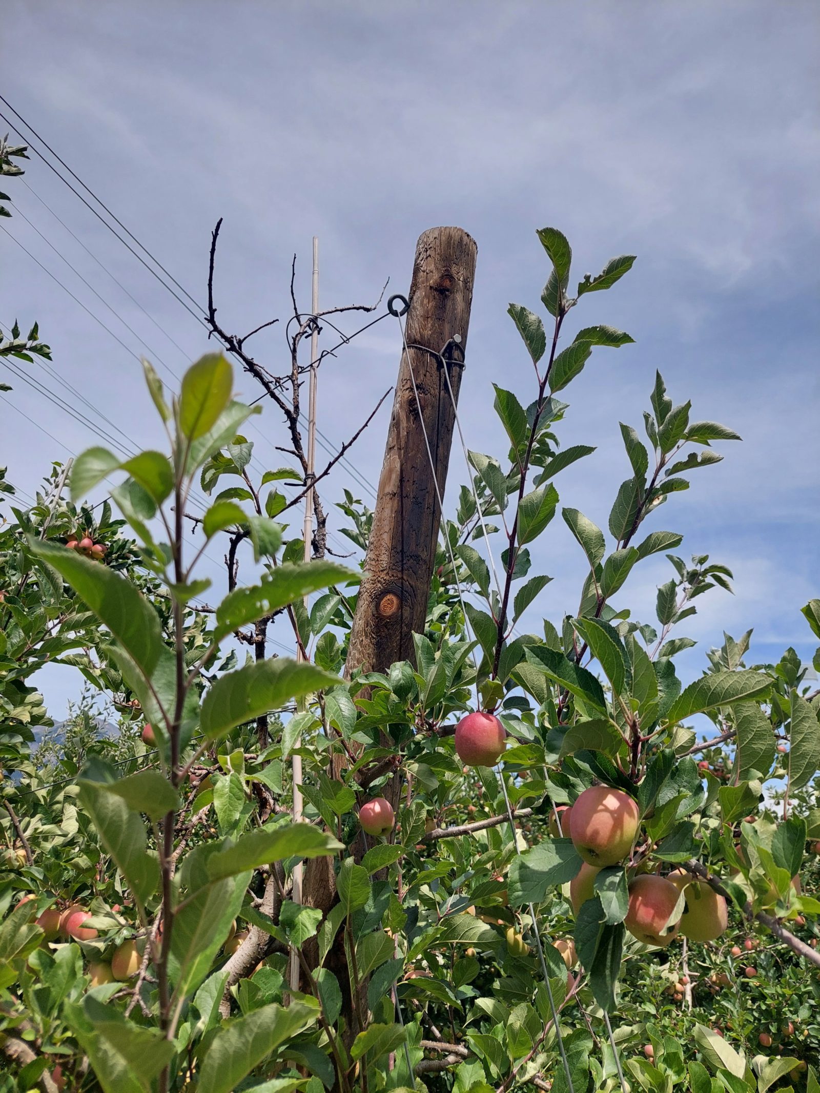 Description alternative par défaut