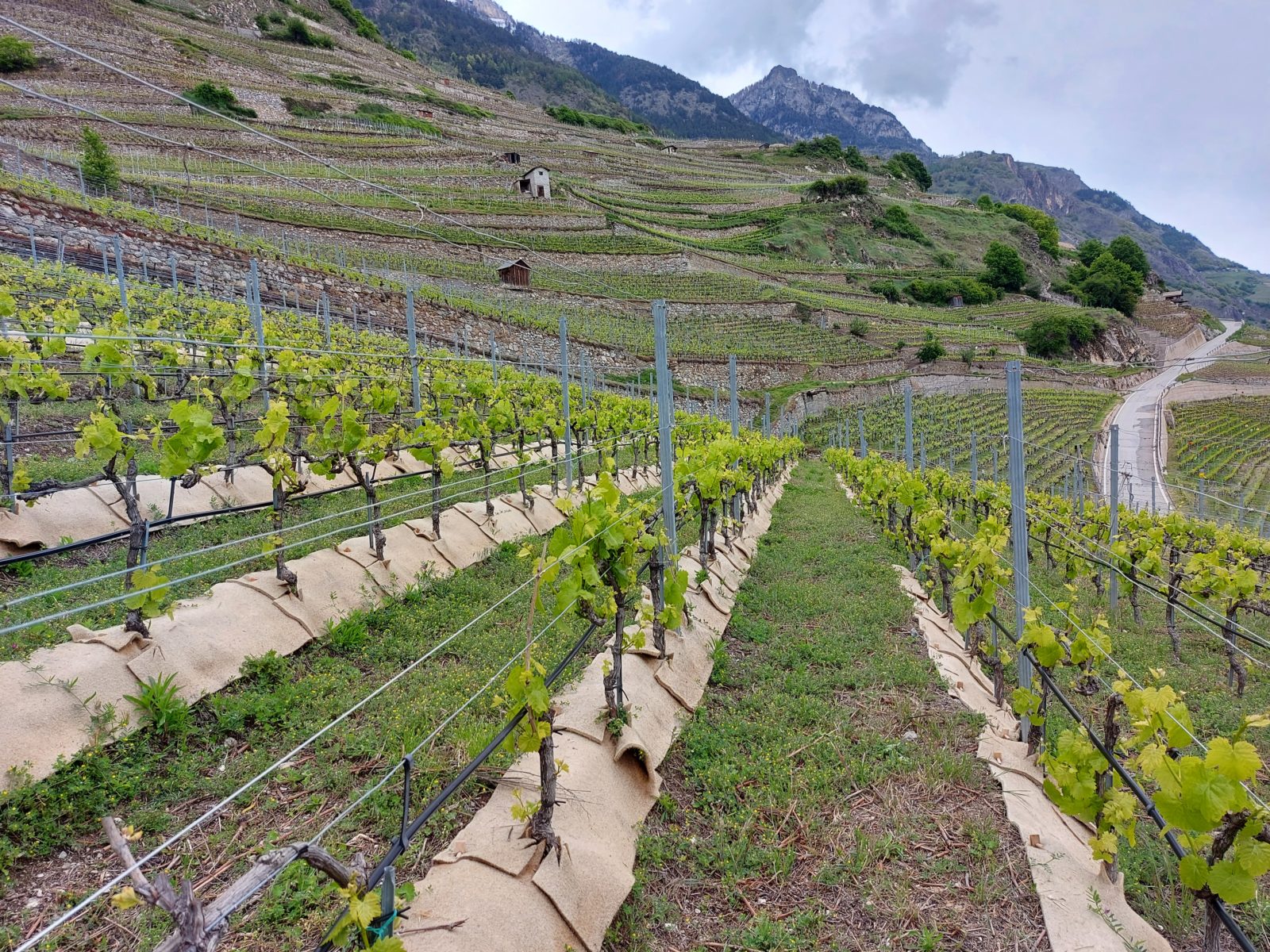 Description alternative par défaut