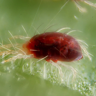 Description alternative par défaut