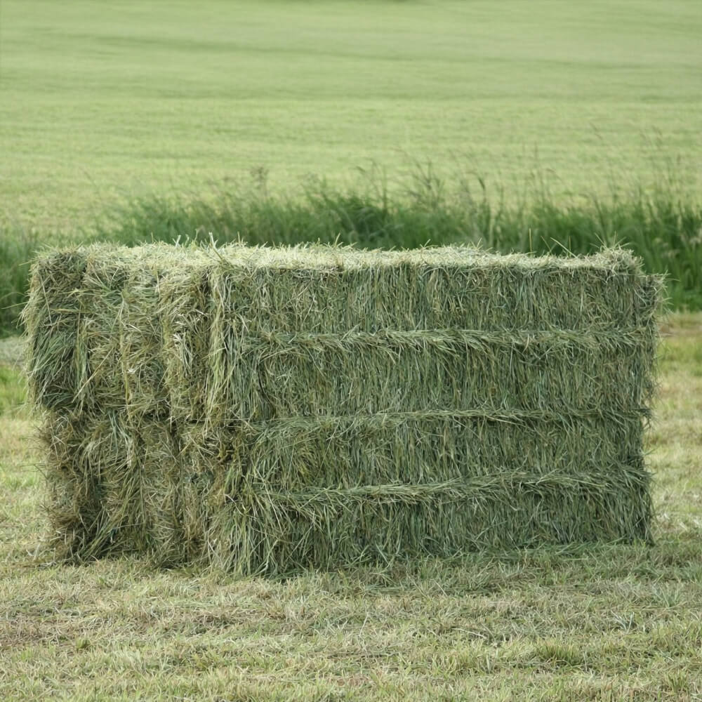 Description alternative par défaut