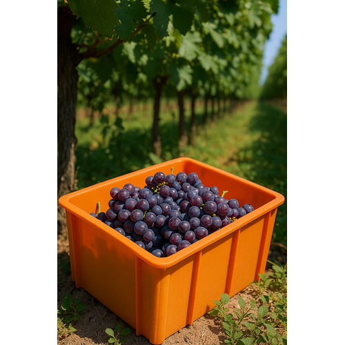 Description alternative par défaut