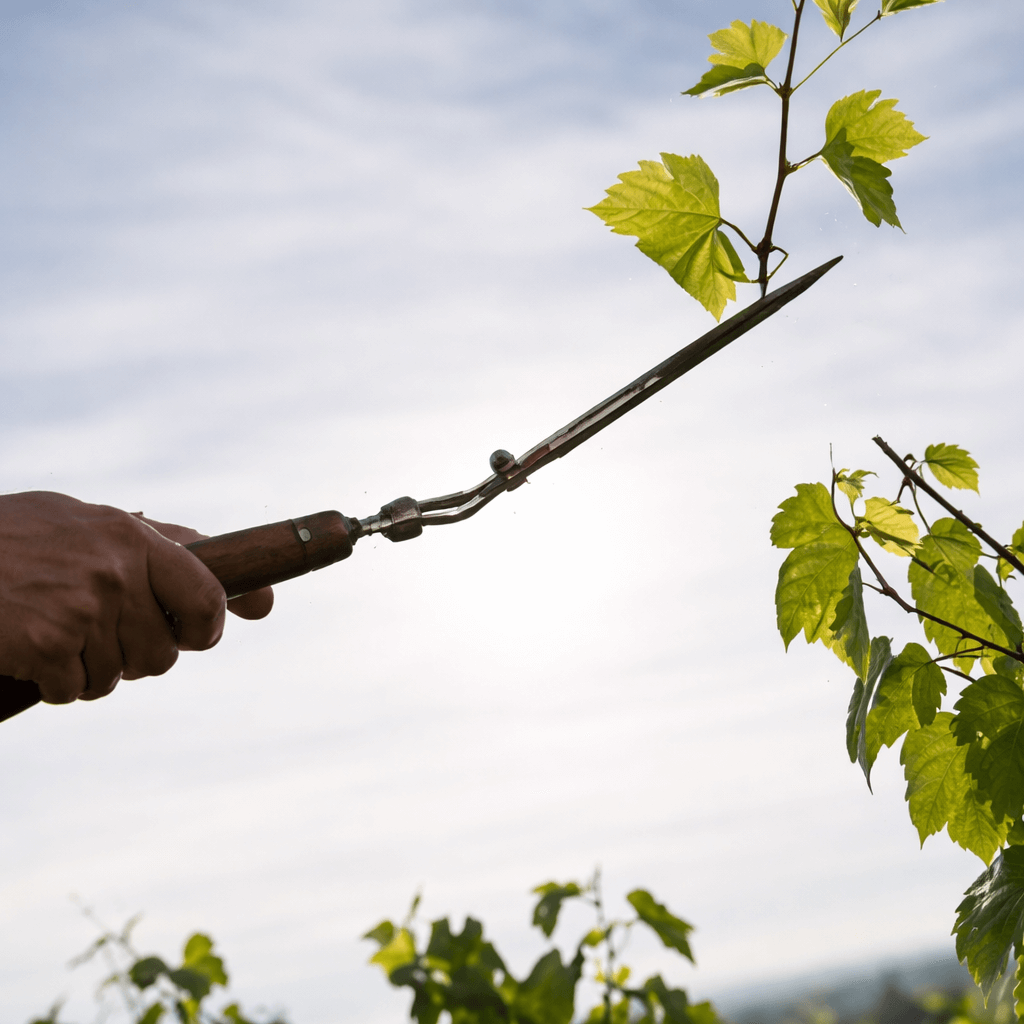 Description alternative par défaut