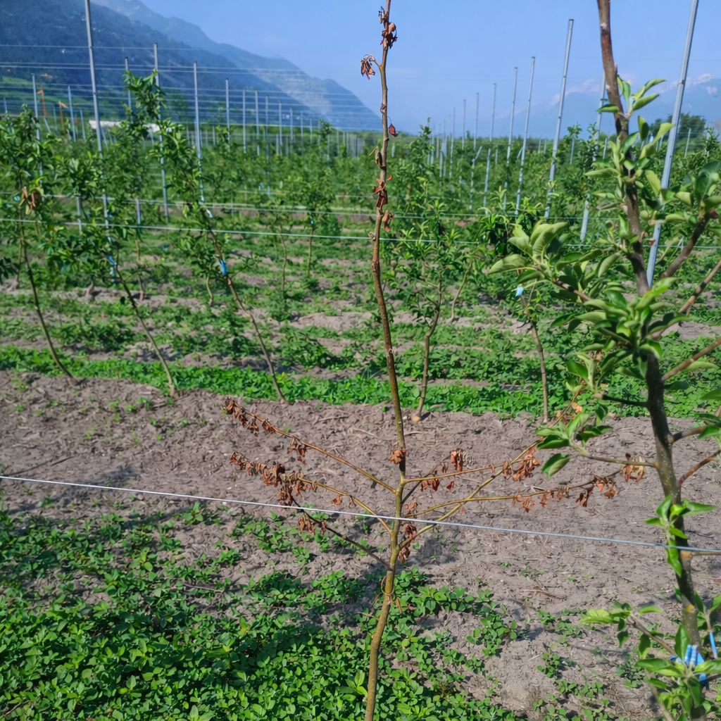 Description alternative par défaut