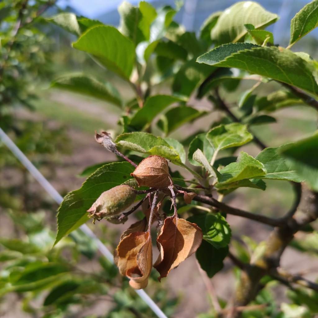 Description alternative par défaut