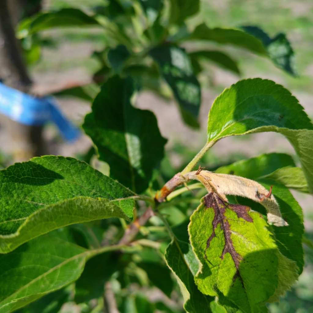 Description alternative par défaut