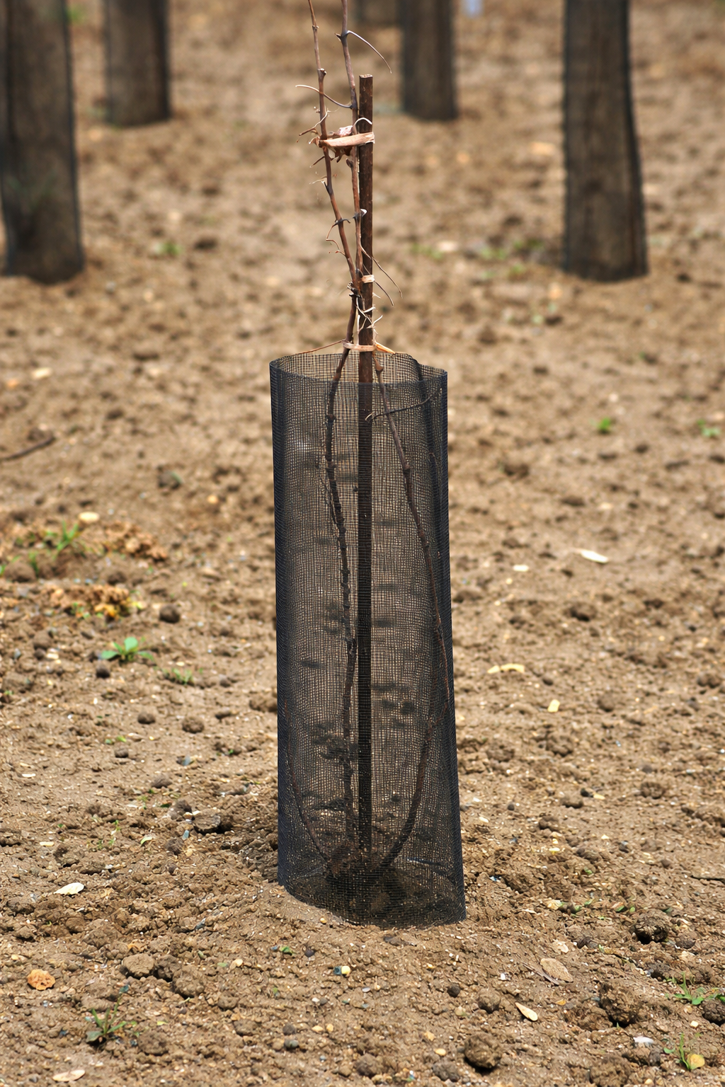 Description alternative par défaut