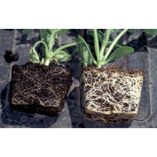 Description alternative par défaut