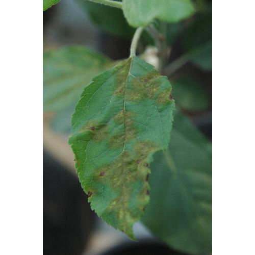 Description alternative par défaut