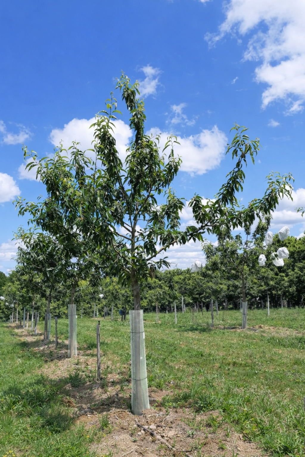 Description alternative par défaut