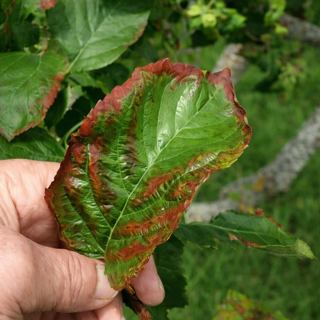 Description alternative par défaut