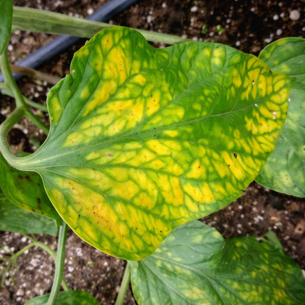 Description alternative par défaut