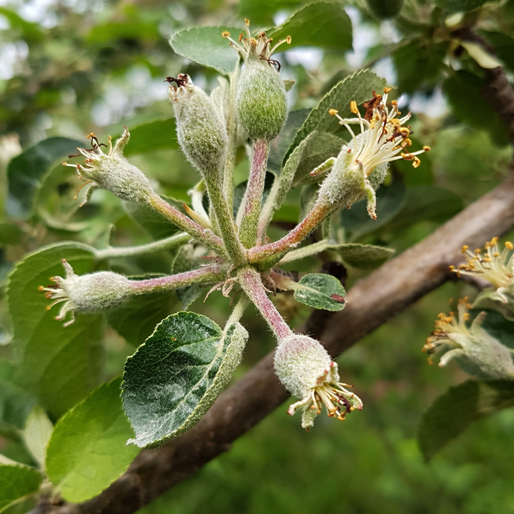Description alternative par défaut